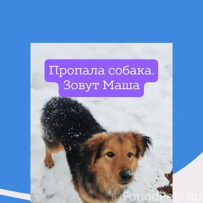 Пропала собака Маша, СНТ Стекловолокно