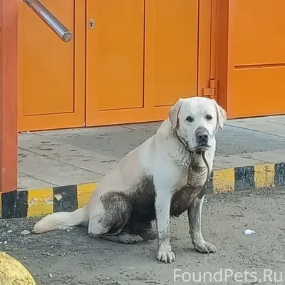 Пропал пёс, Западный посёлок
