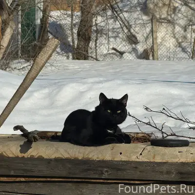 Пропал кот, Пролетарка