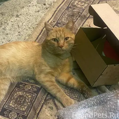 Пропал рыжий кот, без породы