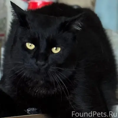 Пропал кот Чин, Минск, Заводской район