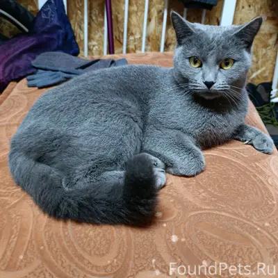 Найдена кошка, деревня Ивачево