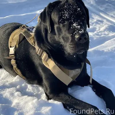 Пропал лабрадор Тор