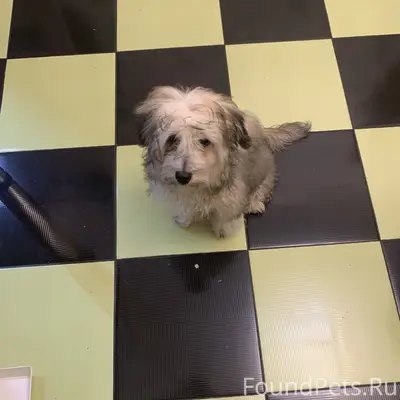 Найдена собака