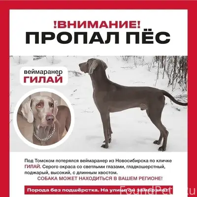 Пропал веймаранер Гилай, Новосибирск/Томск