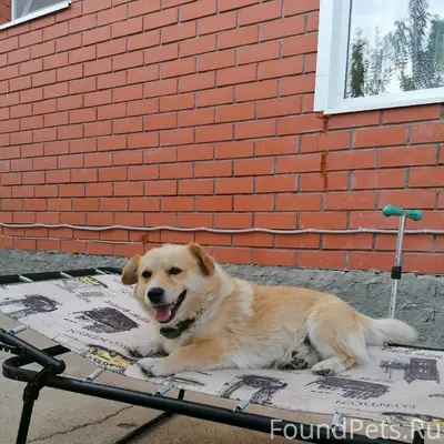 Пропал пес Цезарь, Оренбург, поселок Весенний