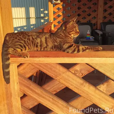 Пропала кошка, 4-й Коммунальный, 1 и 2 Черемховский