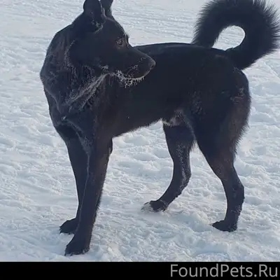 Пропал черный Пушок, район ул. К. Либкнехта