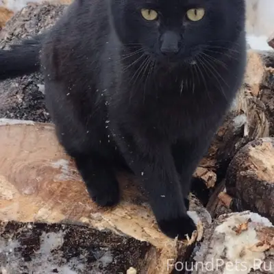 Пропал кот, ст. Войбокало, п. Концы