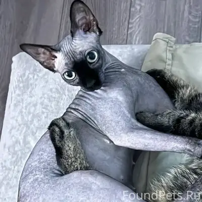 Пропала кошка Лилу, Серёnevый бульвар