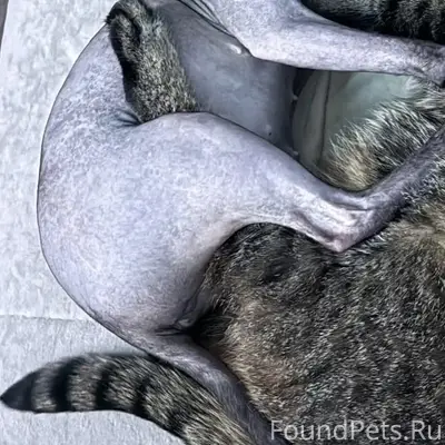 Пропала кошка Лилу, порода сфинкс