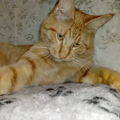 Пропал кот, Вонжинская