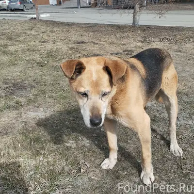 Найден пёс, Воробьёвы горы