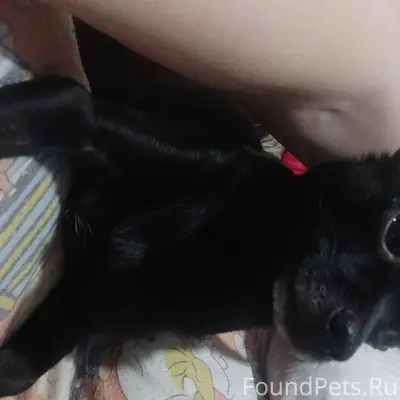 Пропала той терьер, Ангарск