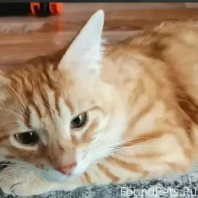 Пропал кот, ул. Фатьянова