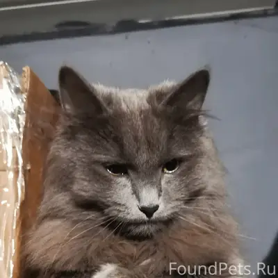 Пропал кот Плюш, район женского монастыря