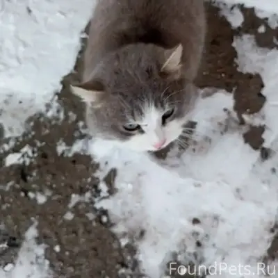Найден ласковый котик, район городской бани