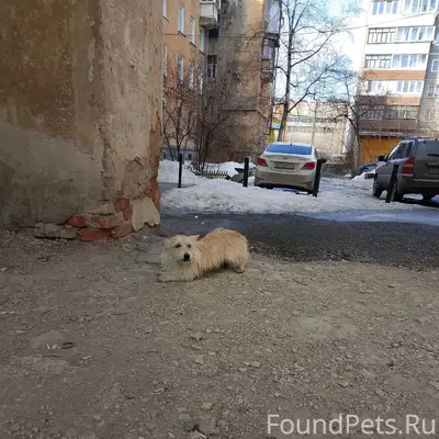 Пропала маленькая собака, Златоуст