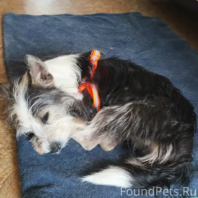 Найден щенок, район ул. Кронштадтская-Горпищенко