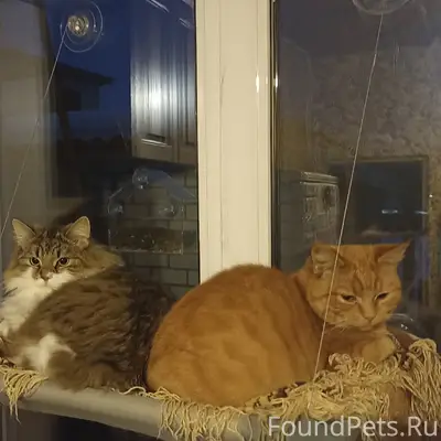 Пропала рыжая кошка Сима