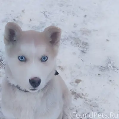 Пропал хаски Арчи, Выездное