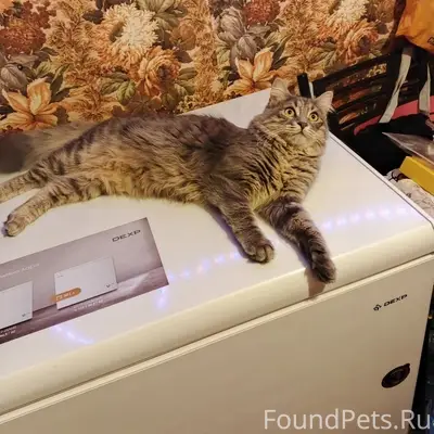 Пропала кошка Юна, Евпатория, ул. 13 ноября