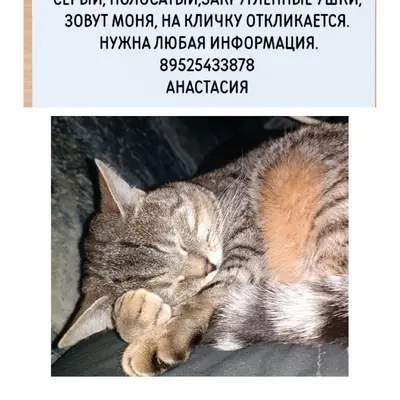 Пропал кот, Ленинский район, Воронеж