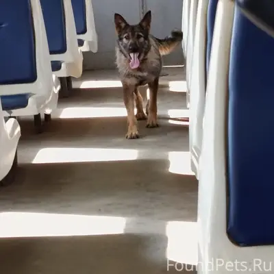 Найден метис овчарки, Москва