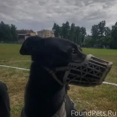 Пропал пёс Макс, Барнаул