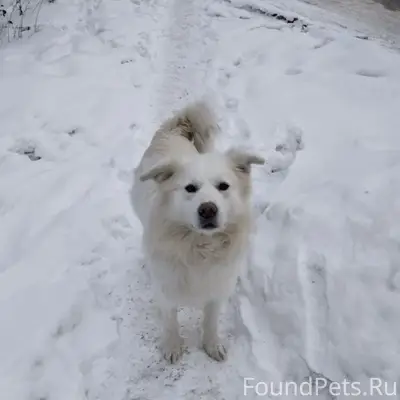 Пропал пёс Седой, Карабаш
