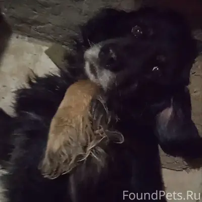 Пропал пёс, чёрный окрас, район Сахарная Головка