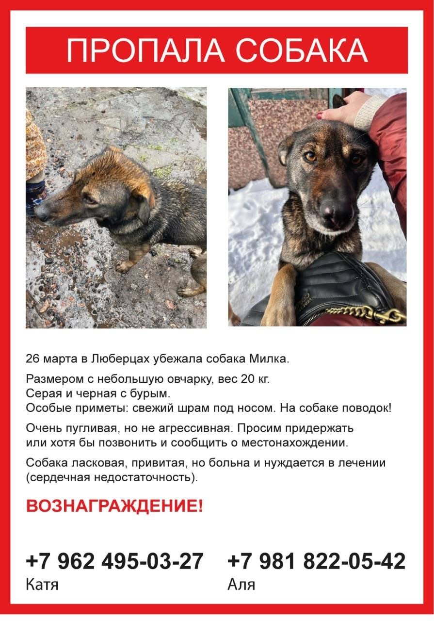 Пропала собака, Люберцы