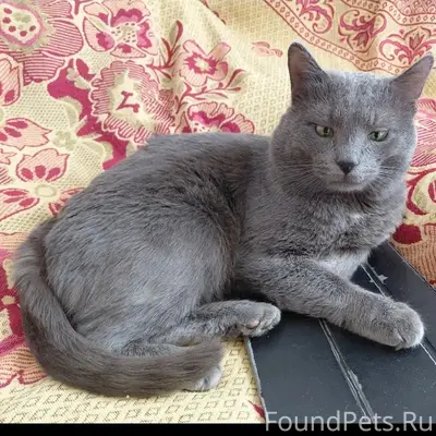 Пропал кот, район Казанки