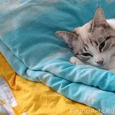 Пропала кошка пепельно-белого цвета