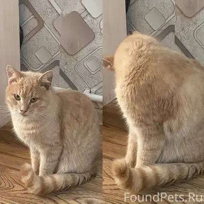 Пропал рыжий кот, район нового парка