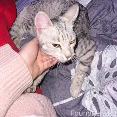 Найден кот, институтская часть