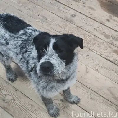 Пропала собака Герда, Богдановское