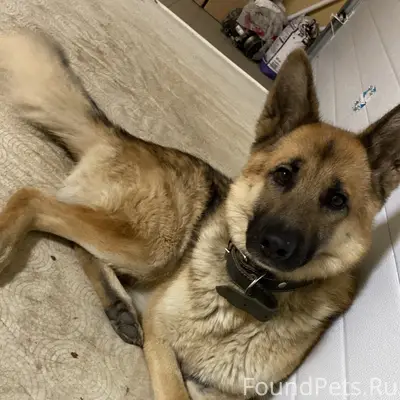 Пропал Рекс, район днт Озерное