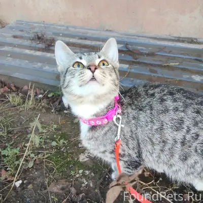 Пропала кошка Кроша