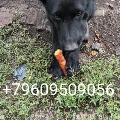 Пропал крупный пёс чёрного цвета, район 'Октября'