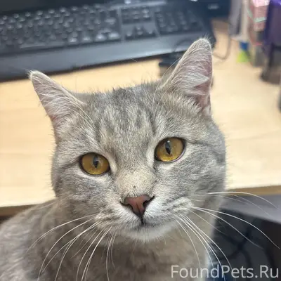 Пропал кот, район маг. Горизонт