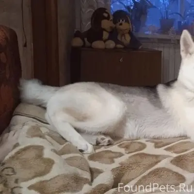 Пропала хаски Белла