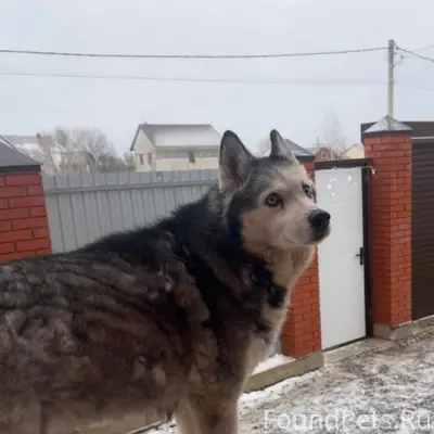 Пропала хаски Аза, Уваровка