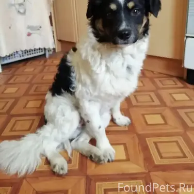 Пропал мальчик Ден, чёрный с белым, Приморский район