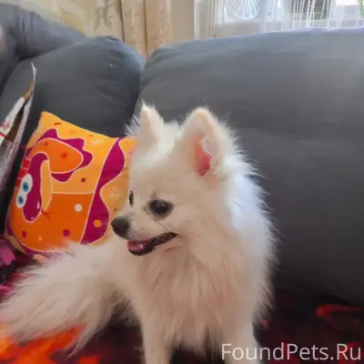 Пропала собака шпиц, ул. Перова