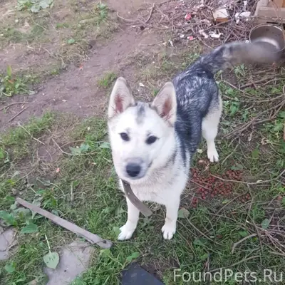 Пропала помесь хаски и овчарки Дина, Дедовск-Талицы