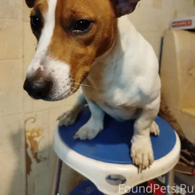 Найден Джек Рассел, Станционный, ул. Емельянова