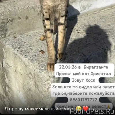 Пропал ориентальный кот, без указания места