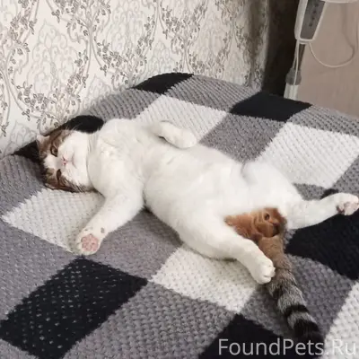 Пропал кот, район Свободы, улица Средняя