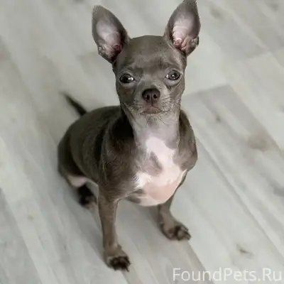 Пропала собака